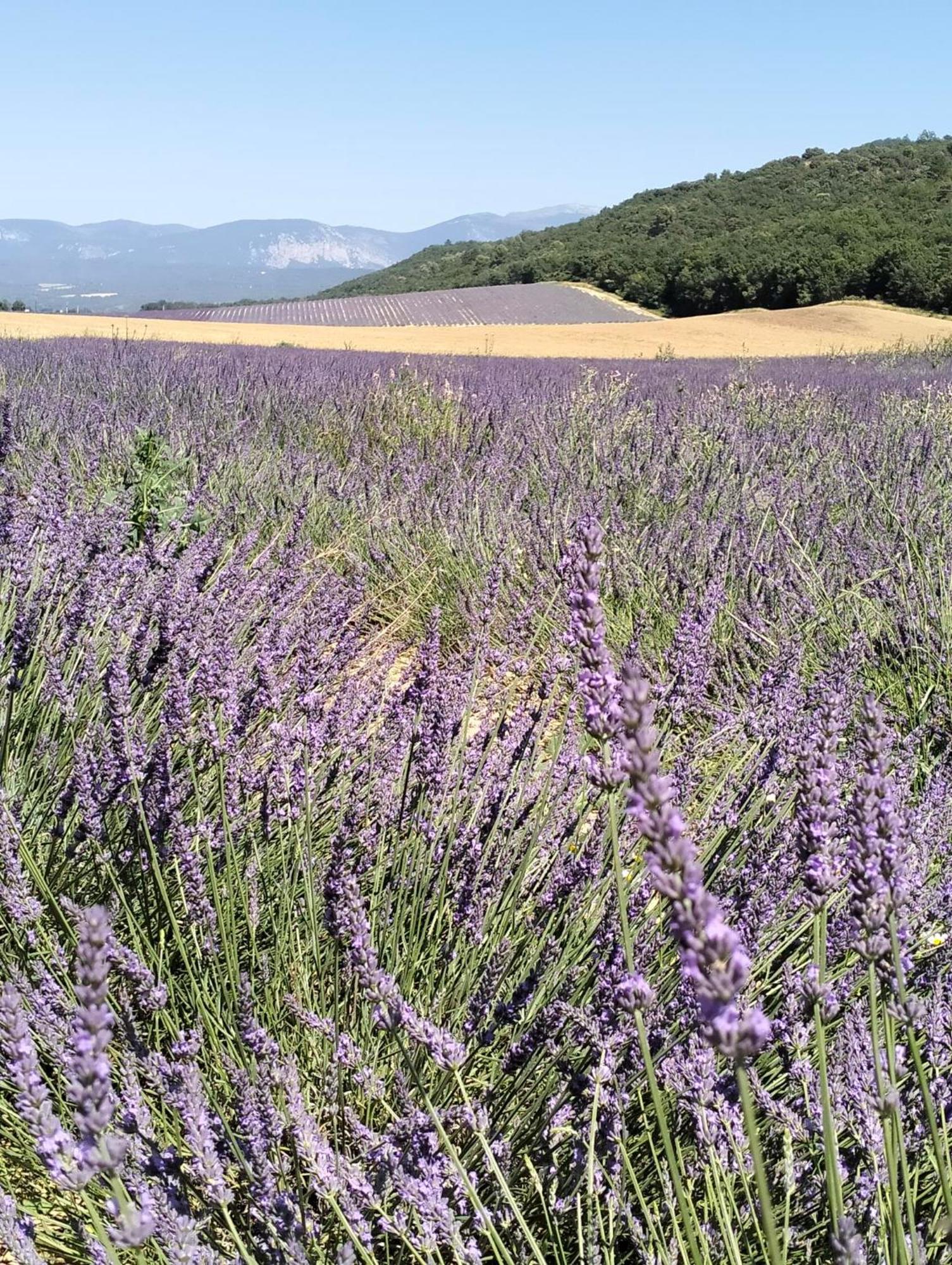La Provence Vous Attend***!!! - 1Er Etage Динь-ле-Бен Экстерьер фото